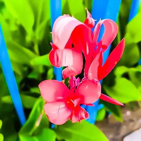 Apartman William's - Second Cozy