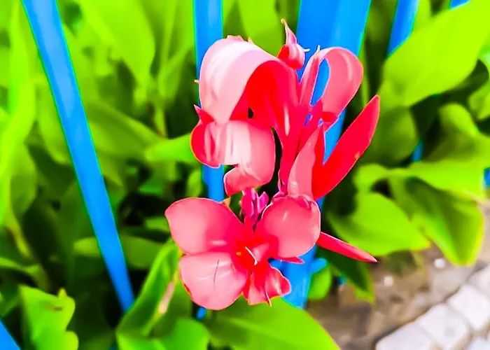 Apartman William's - Second Cozy